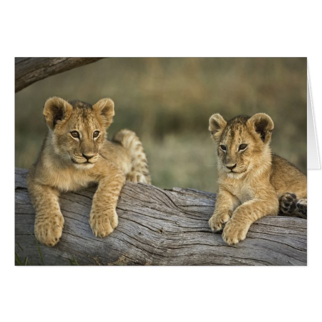 Cachorros de León en Tronco (Anverso (Horizontal))