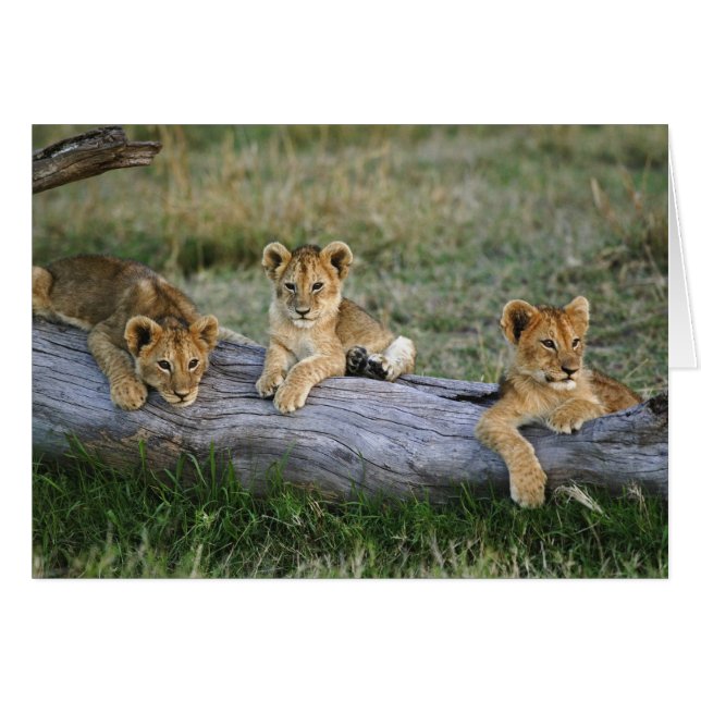 Cachorros de León en Tronco (Anverso (Horizontal))