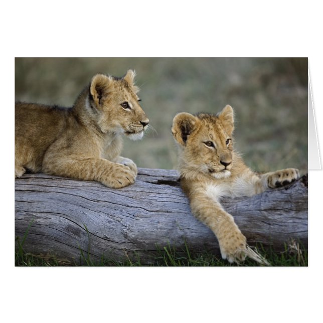 Cachorros de León en Tronco (Anverso (Horizontal))