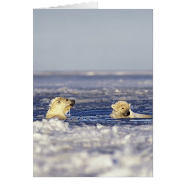 Cachorros de oso polar jugando (Frente)