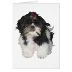 Cachorros de perro Shitzu Shih Tzu