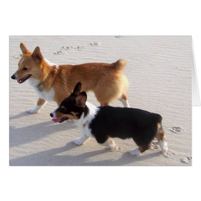 Cachorros de playa (Anverso (Horizontal))