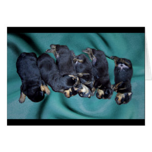 cachorros de rottweiler dormilón