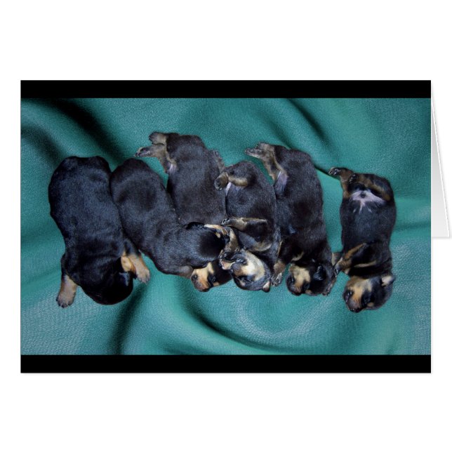 cachorros de rottweiler dormilón (Anverso (Horizontal))