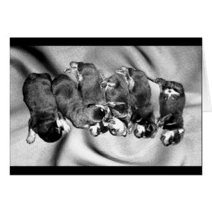 cachorros de rottweiler dormilón