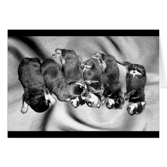 cachorros de rottweiler dormilón (Anverso (Horizontal))