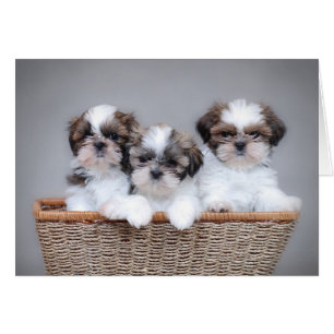 Cachorros de Shih Tzu