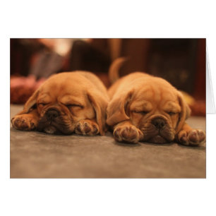 Cachorros dormidos