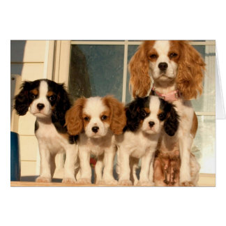 Cachorros en el porche