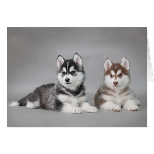 Cachorros Husky (Anverso (Horizontal))