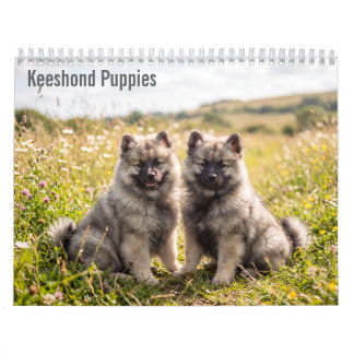 Cachorros Keeshond Calendario mural 2027
