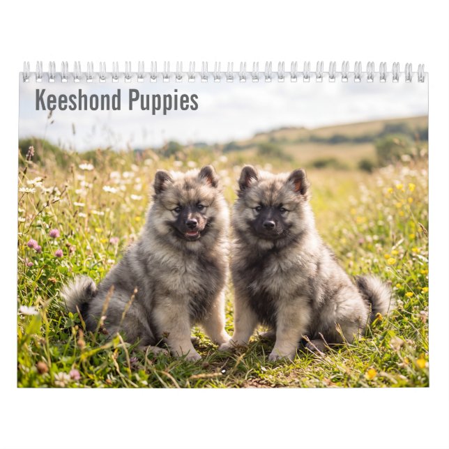 Cachorros Keeshond Calendario mural 2027 (Tapa)