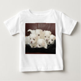 Cachorros malteses - Cinco de ellos con camisetas