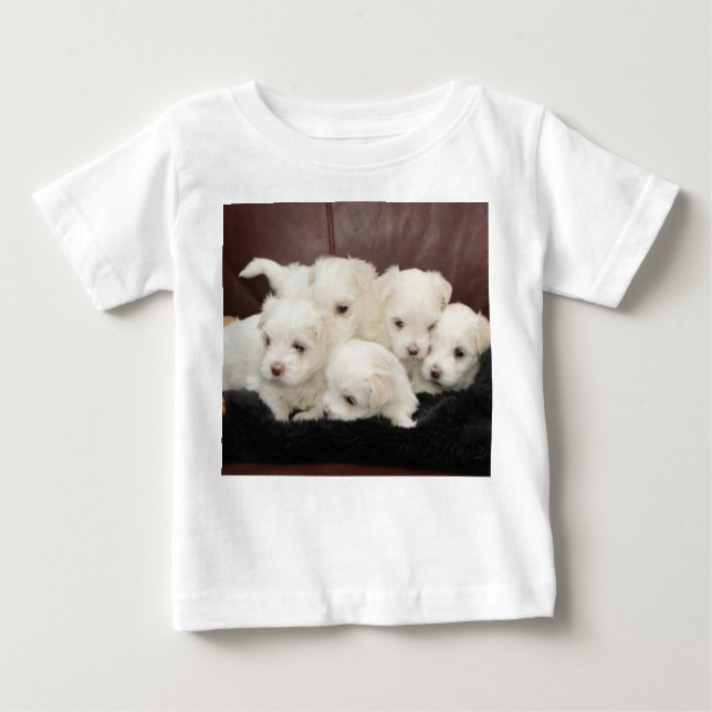Cachorros malteses - Cinco de ellos con camisetas (Anverso)