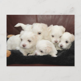 Cachorros malteses en postal
