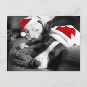cachorros pitbull dormilones adorables de navidad 