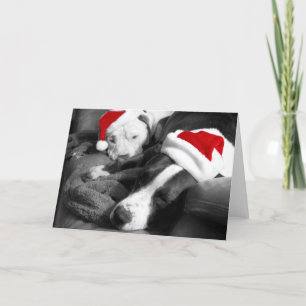 cachorros pitbull dormilones adorables de navidad