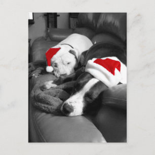 cachorros pitbull dormilones adorables de navidad
