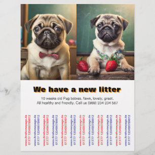 Cachorros Pug de diseñador para volantes vendidos