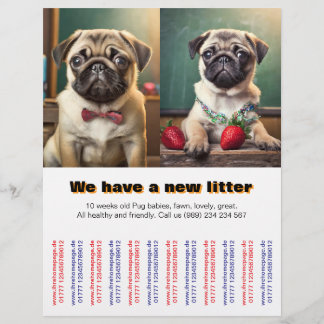 Cachorros Pug de diseñador para volantes vendidos 