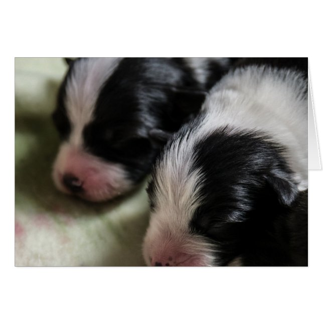 Cachorros recién nacidos de la frontera de Collie (Anverso (Horizontal))