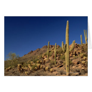 Cacti de Saguaro y montañas de Tucson, Tucson
