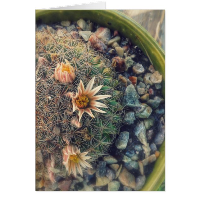 Cacti floreciente (Frente)