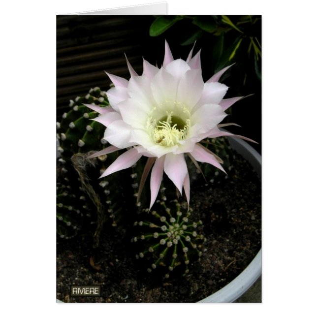 Cactus (Frente)