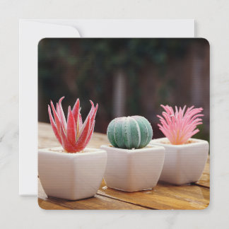 Cactus