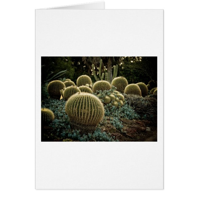 Cactus (Frente)