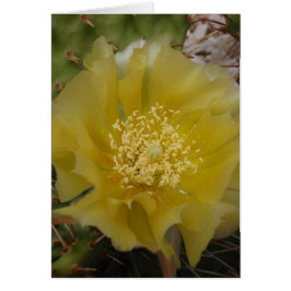 Cactus Amarillo en Flor