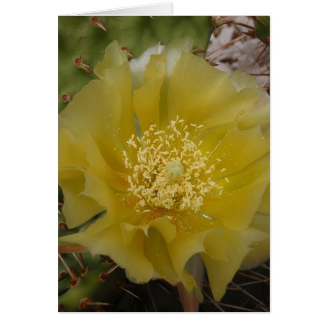 Cactus Amarillo en Flor (Frente)
