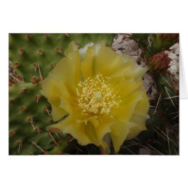 Cactus Amarillo en Flor