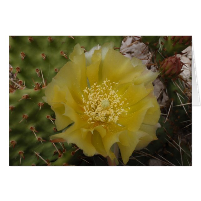 Cactus Amarillo en Flor (Anverso (Horizontal))