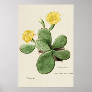 Cactus Amarillo Flor Arte Botánico