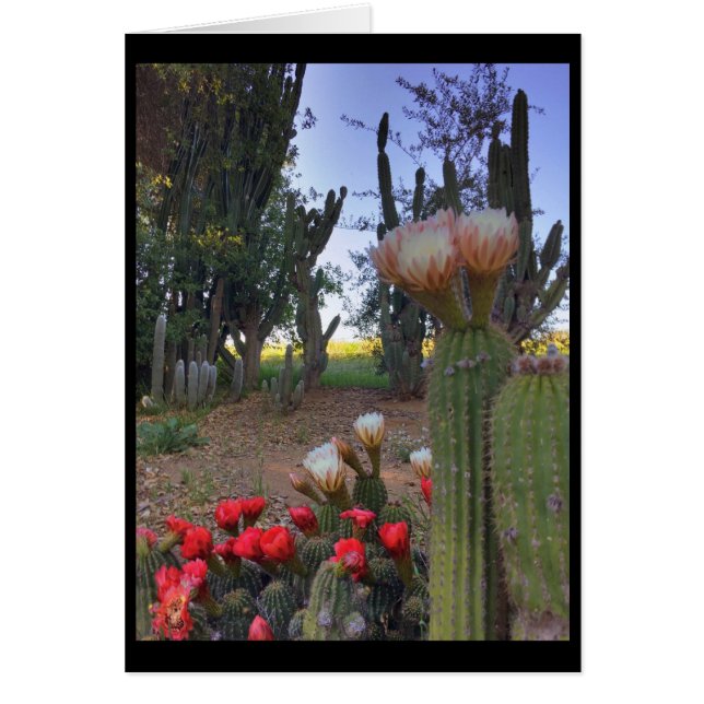 Cactus Bloom (Frente)