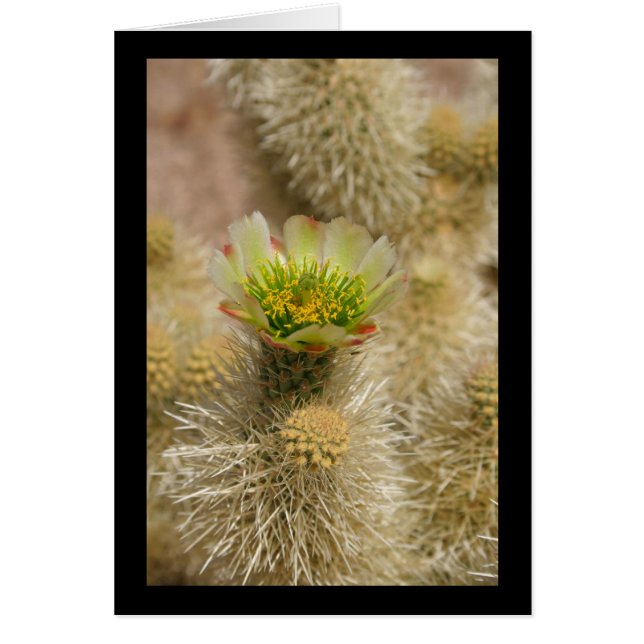 Cactus Bloom (Frente)