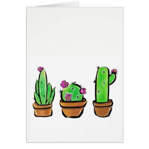 Cactus cactáceas suculentas lindas 
