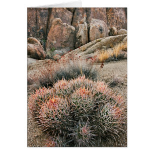 Cactus de Barril en California