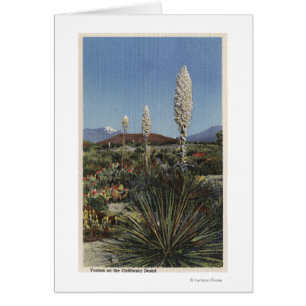 Cactus de CaliforniaYucca en la floración en