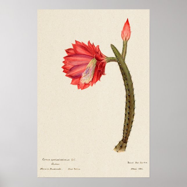 Cactus de flores rojas arte botánico (Frente)