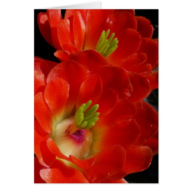 Cactus De La Copa Arizona Claret Con Flores De Car (Frente)