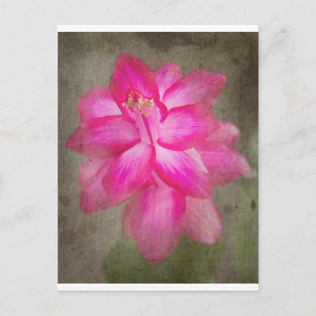 Cactus de navidad (Anverso)