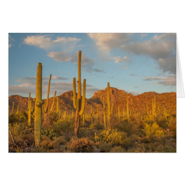 Cactus de Saguaro al atardecer, Arizona (Anverso (Horizontal))