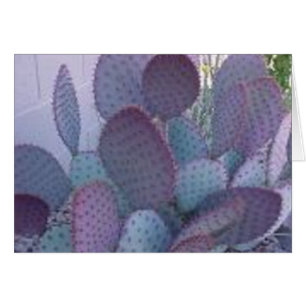 cactus de santa Rita
