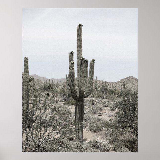Cactus del desierto 16x20 Poster de impresión de p (Frente)