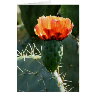 Cactus del higo chumbo