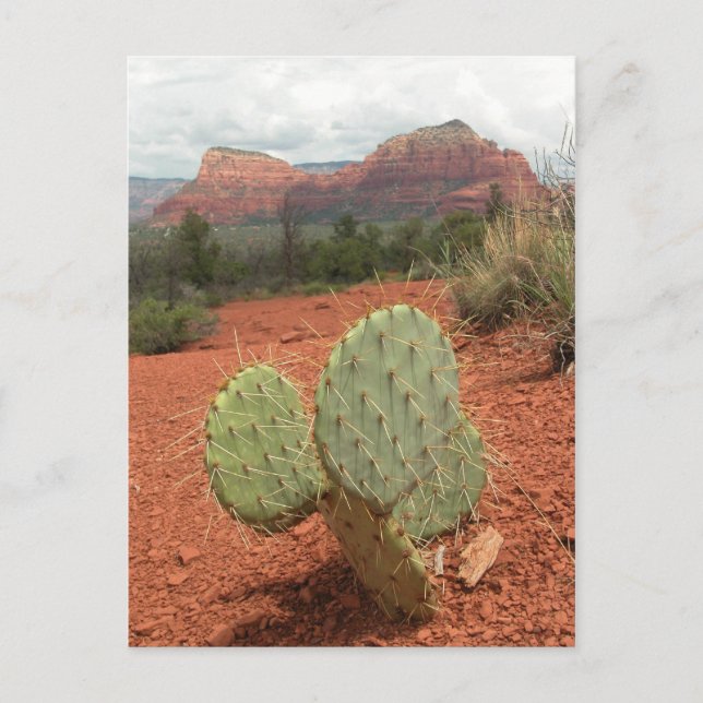 Cactus del higo chumbo en Sedona, Arizona - postal (Anverso)