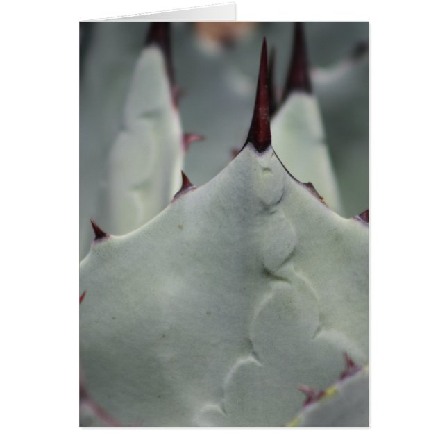 Cactus del patio (Frente)