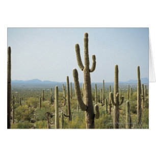 Cactus en el Parque Nacional de Saguaro, Arizona 2